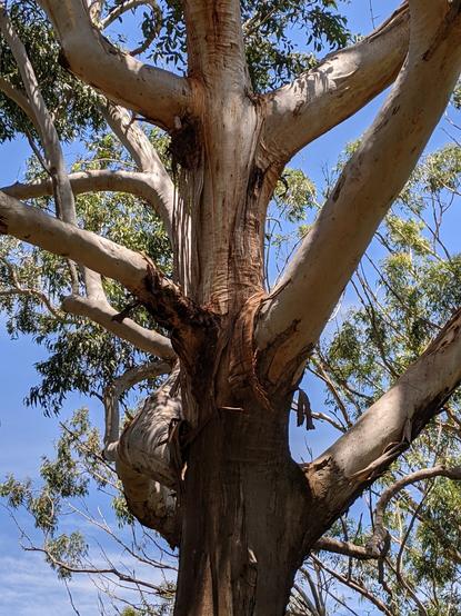 The many branches of a very tall gum tree trunk
