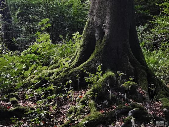 DE: Der Fuß riesige Wurzelbereich einer Jahrhunderte alten Buche, von Moos überwuchert. Dahinter Busch- und Strauchwerk. 
EN: The huge root area of a century-old beech, overgrown with moss. Behind it bush and shrubbery.