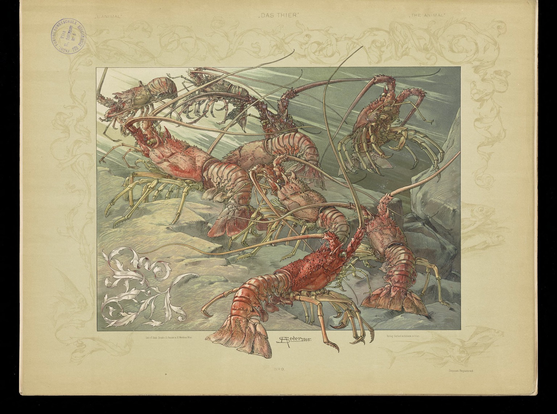 Plate 9, color lithograph, Art nouveau style, swimming lobsters