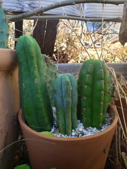 Three small, green columnar cacti are lined up in a terra cotta pot full of perlite. The one in the middle has a slight blue hue from its glaucous coating. Old wood and yellow leaves are visible in the background.