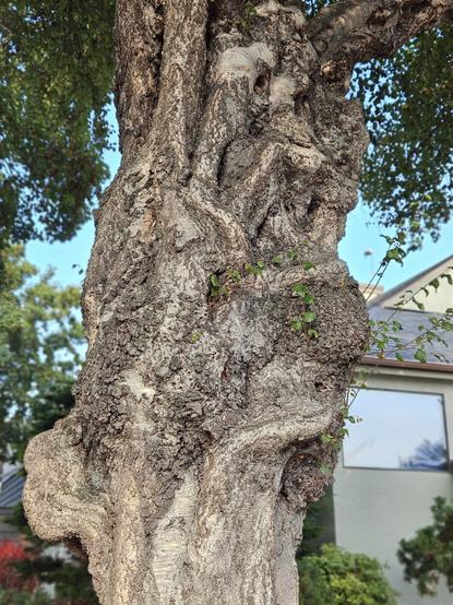 This old beauty, a gloriously gnarly silver birch, has stood stalwart for close to 100 years facing the Juan de Fuca Strait here in Victoria BC Canada.