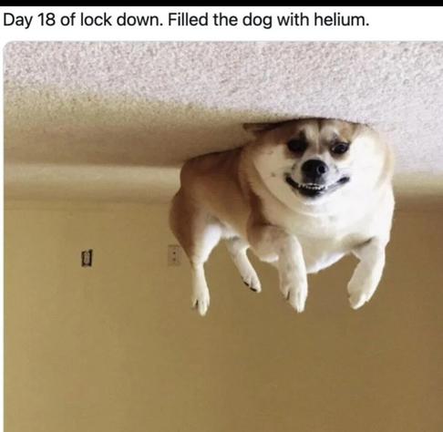 Photo of a dog that appears to be floating and resting against the ceiling. In reality, the dog is lying on his back on the floor, and the photo is upside down. Caption says:
"Day 18 of Lockdown. Filled the dog with helium."