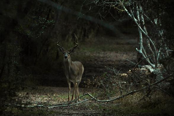 A white-tail deer buck is standing in the middle of a forest path, facing the camera. The light is coming in from the right, nearly horizontally through a break in the underbrush where a tree has recently fallen and the buck is standing in the resulting shaft of light as it illuminates the trail. The path is otherwise over-arched with trees as it meanders off to the top right of the image.