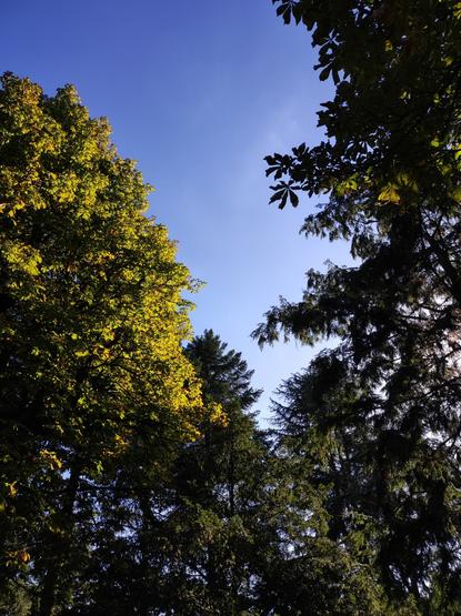 Baumkronen und blauer Himmel.