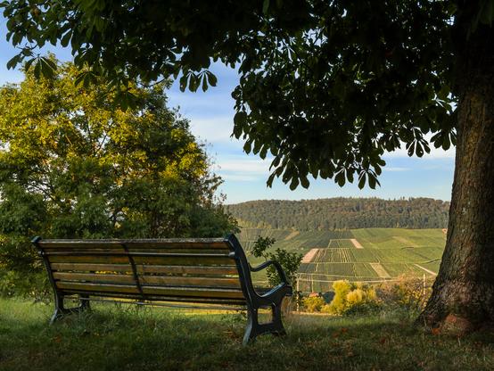 Eine Bank neben einem Baum. Blick in das Tal auf Weinberge.