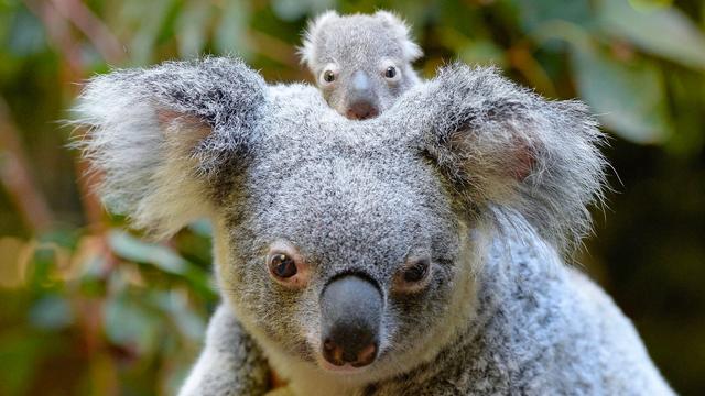 Against a background of green eucalyptus leaves, baby koala, ‘Macadamia’ sits on top of her mother koala’s head between two large fluffy grey ears with long whisps of greyish-white fur at their edges. Both the mother’s and baby’s eyes look directly at the viewer. Image credit: Australia Zoo.