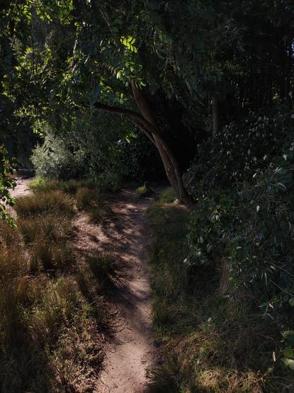 Ein Trampelpfad zwischen Seeufer und Waldstück.