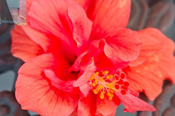 An outdoor, daylight photograph, taken close up, of an orange flower with many ruffled petals and a central stalk emerging with pods of pollen on them.