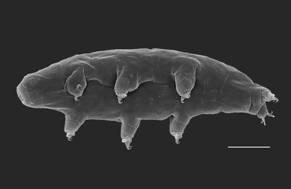 SEM image of Macrobiotus sp., including 50 µm scale bar. Photo credit: Matteo Vecchi.