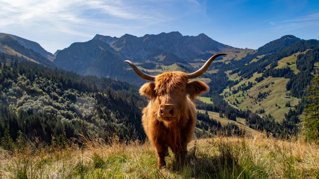 Rötlich-braunes schottisches Hochlandrind auf Alpwiese, das direkt in die Kamera blickt. Im Hintergrund ein teilweise bewaldeter Talkessel, der von einer Bergkette gekrönt wird. Die Berge liegen bereits im Schatten, die Wiesen sind noch von der Nachmittagssonne beschienen.