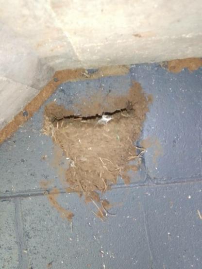 Amazing what nests you find around home. 28/9/2023