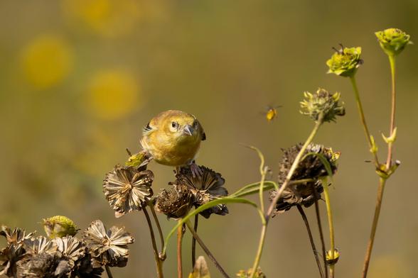 a goldfinch standing on the head of some dried flowers staring intently at a little yellow bug (possibly a wasp or bee) flying nearby
