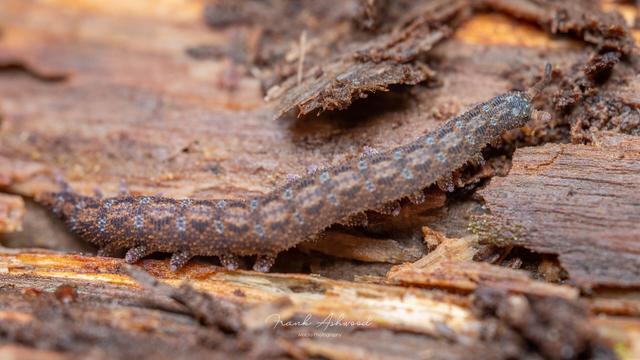 A photograph of an orange and blue-spotted segmented worm with legs.