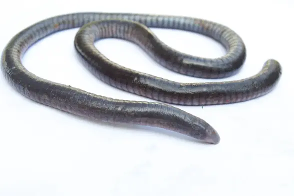 photo of a caecilian - a long legless worm-like amphibian