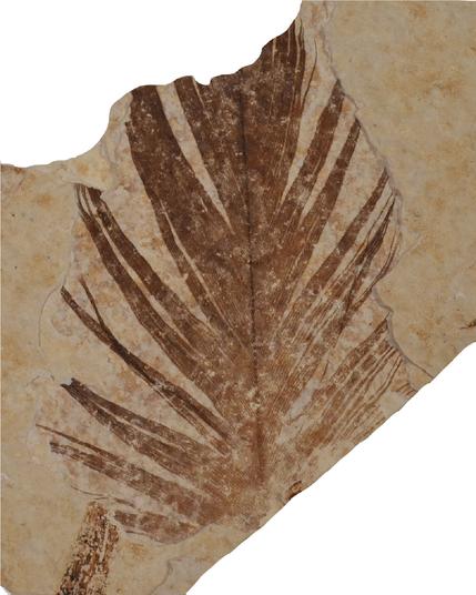 fossil of a feather