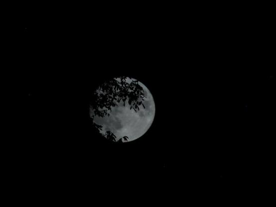 Moon shining from behind mistletoe