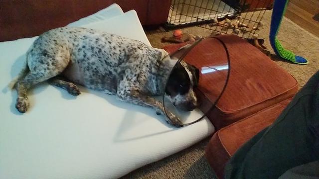 Sylvy Jo's home after surgery