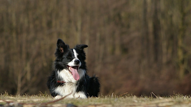 Border Collie waiting for his turn to get lessons in sheep herding.
