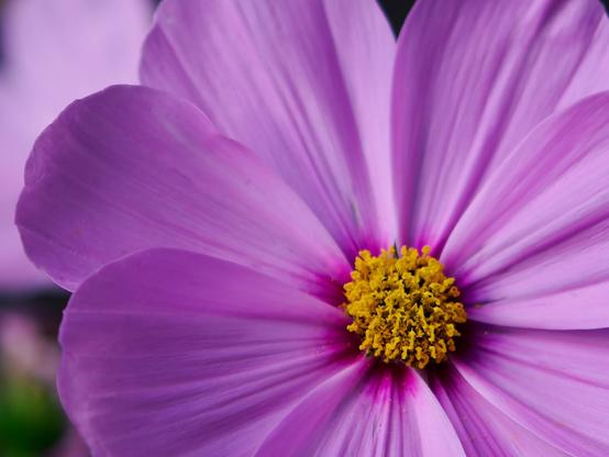 Close up of an open garden cosmos flower. The petals are bright pink and the pistil has a yellow that's slightly shifting into orange. Some of petals are slightly sprinkled with pollen.
