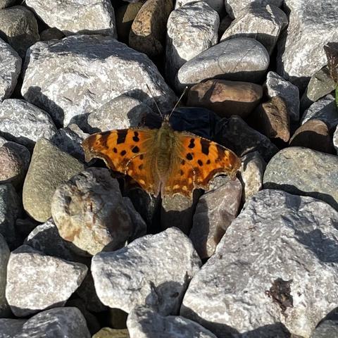 A Comma butterfly sunbathing open-winged on warm grey stones. The Comma is orange with black spots, and edges of wings are ragged, with comm shapes at each tip.