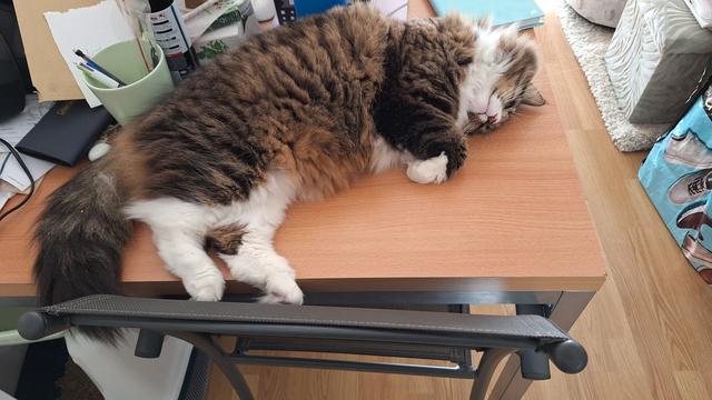 Un chat marron tigré et blanc dort de tout son long sur un bureau. Elle a les poils longs et pose le dessus de la tête contre le bureau alors la collerette de son cou suit le prolongement de ses moustaches.

A brown tabby and white cat is sleeping on a desk. She has long hair and she has put the top of her head against the desk, so the fur if her neck is in the same direction as her whiskers.