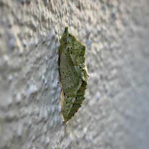 Pupa of the Large White Butterfly