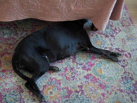 Dog sleeping in morning light with head tucked under the bed