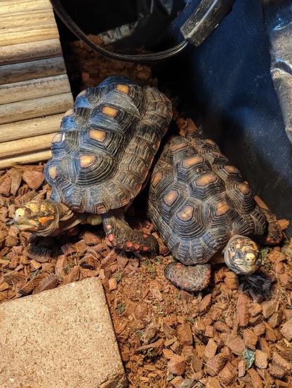 Two blind red-footed tortoises. One of them tried to climb over what it thought was a rock but was really a sibling... and got stuck. Blind tortoise problems!