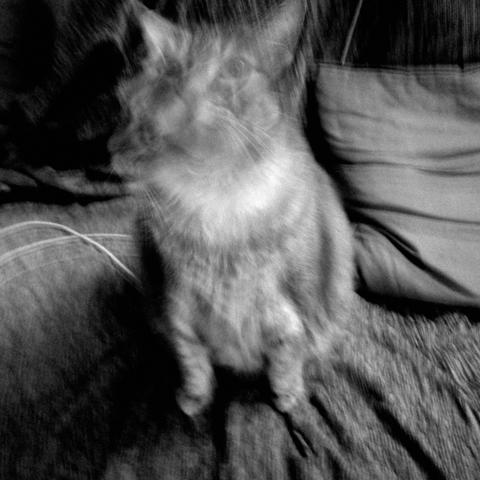 Photo floue d'un chat assis sur un canapé