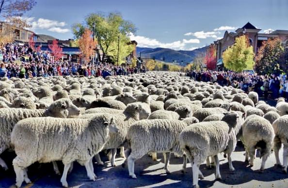 Trailing of the Sheep color photo showing massive sheep flock heading down street flanked by spectators with fall hued trees,  mountains and white cloud graced crystal-blue skies in background