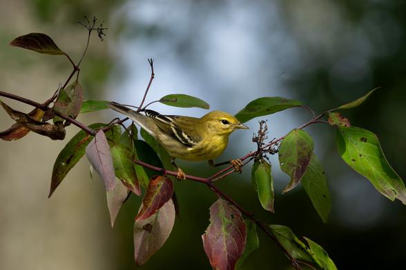 a small yellow and black bird perched on a thin reddish branch stares on in profile. their head and chest are primarily yellow and have black and white wing bars and a black tail, as well as somewhat orange feet