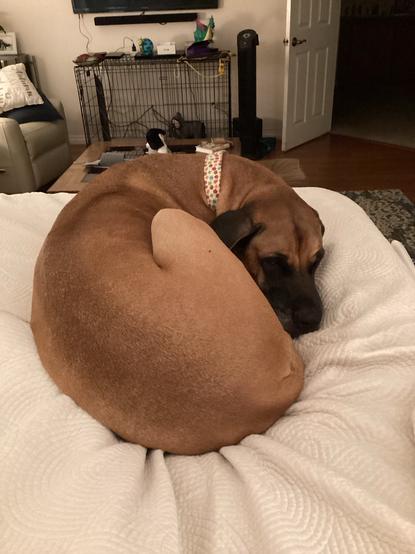 A large tan and black dog is curled up on an off white comforter on a (human) bed. In the background is the crate he usually sleeps in, with his elephant toy inside. He shows no interest in moving to the crate.
