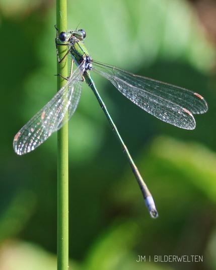 Eine kleine, schlanke Libelle sitzt an einem grünen Halm. Ihr Körper ist grün, nach hinten schimmert der Leib leicht blau-grün. Die Augen stehen seitlich vom Kopf ab und sind dunkelblau.