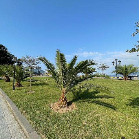 A palm in the park near the Black Sea shore