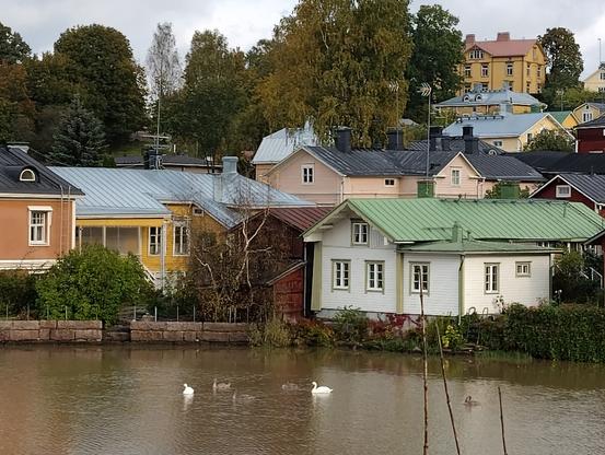 Joutsenperhe, jossa kaksi valkeaa vnhempaa ja kolme jo isoa, harmaata poikasta ui Porvooonjoessa Vanhan Porvoon edustalla. Takanaan vanhoja puutaloja
