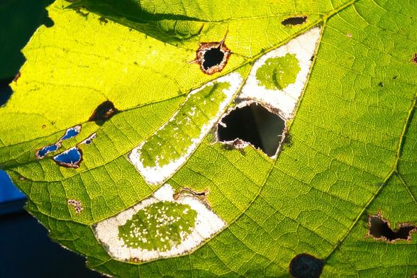 Drei Minen in einem Lindenblatt im Gegenlicht. Die Larven haben zuerst einen von Blattadern begrenzten Sektir on unten ausgefressen, nun fressen sie auch das restliche Gewebe beginnend am Außenrand. Im Gegenlicht sind die Grenzen der Minen daher fast vollständig durchsichtig, während die Mitten noch grün sind. Beim genaueren Hinschauen sind auch die Schatten  von jeweils einer kleinen Raupe pro Mine zu erkennen