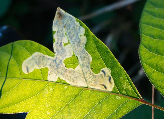 Giftsumach-Blatt im Gegenlicht. Eine Mine aus breiten, miteinander verschmelzeneen weißen Fraßspuren ist zu sehen. Es sind drei kleine Raupen, die die Mine gemeinsam bewohnen.