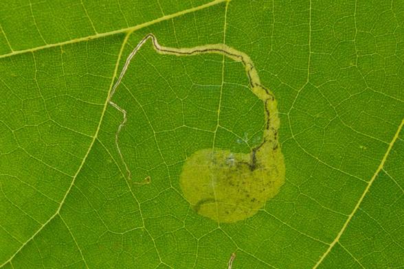 Nahaufnahme eines Platanenblattes mit einer Mine, die erst als unregelmäßige Linie beginnt und in einer großen runden Kammer endet. Entlang der Linie sind typische Kotspuren zu erkennen und in der Kammer auch der Schatten der kleinen Raupe.