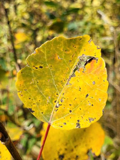 Close up of an Aspen leaf with gold colors