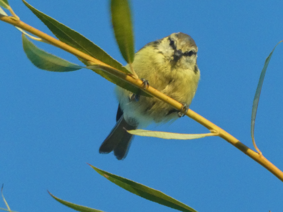 Une mésange bleue juvénile (donc plutôt jaune) qui est posée sur une branche de saule et qui regarde vers l'objectif.
-
A juvenile (i.e. more yellow) blue tit resting on a willow branch and looking towards the camera.