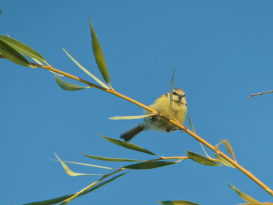 La mésange bleue sur sa branche.
-
The blue tit on its branch.