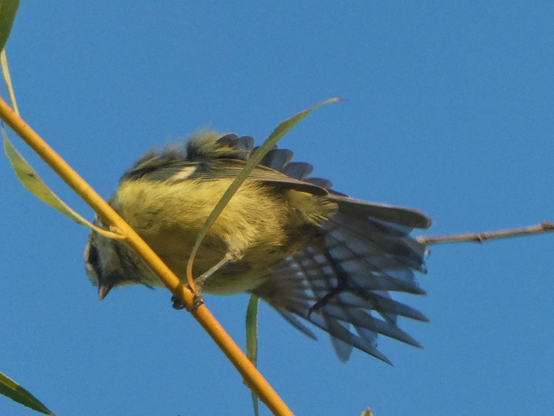 La mésange bleue sur sa branche avec les ailes en partie dépliées.
-
The blue tit on its branch with its wings partly unfolded.