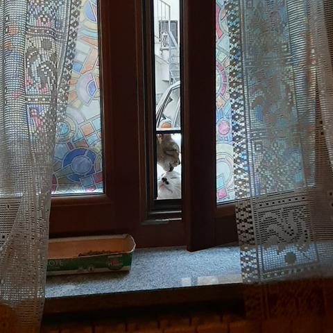 Finestra socchiusa oltre la quale si vede la gatta Miagolina che lecca la testa al gatto Codone.