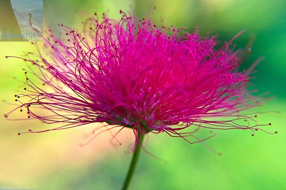 An outdoor, daylight macro photograph of the flower of a Mimosa Tree. The flower is made of thousands of bright pink filaments in a hemispherical shape. The green background is out of focus.