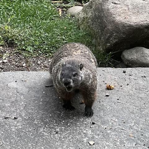 A groundhog in a yard. She is making a face like she is shouting, but really she was just chewing emphatically.