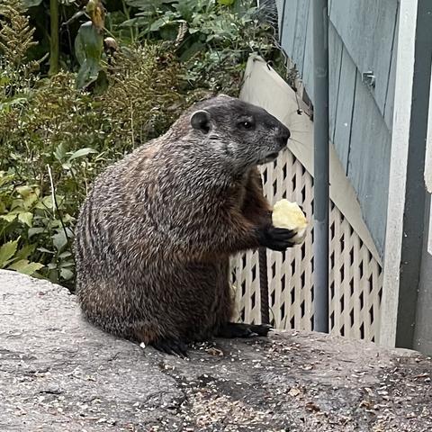 A groundhog sitting on her haunches on a stone step. She is holding a large piece of apple.