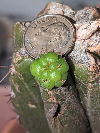 Close-up shot of a light green cactus pup, it is about half the size a dime (which is beside it).