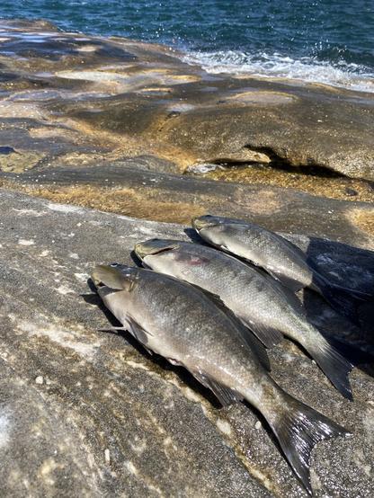 3 blackfish lying side by side on sandstone