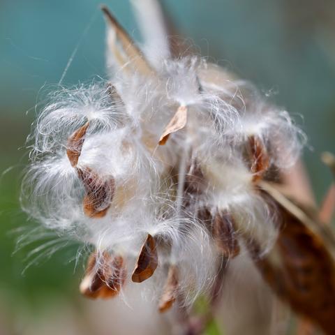 Asclepius incarnate swamp milkweed seeds with the fine hairs waiting for a traveling breeze