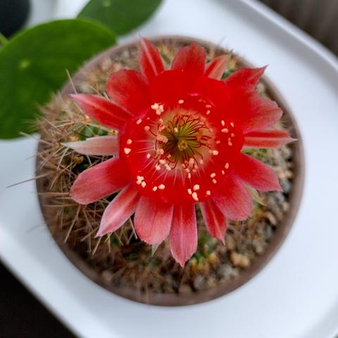A vibrant red flowering Scarlet Hedgehog Cactus or Echinocereus Coccineus.